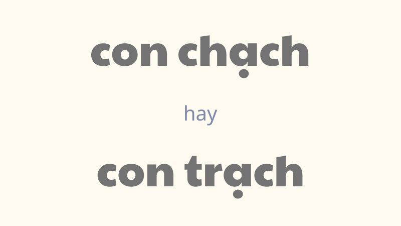 Cách phân biệt con chạch hay con trạch chuẩn chính tả trong tiếng Việt
